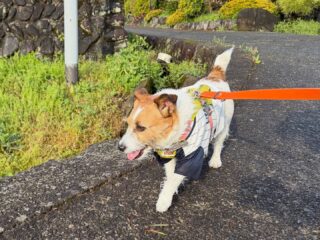 つぶちゃんのんびりリラックスしてたね☺️
遊んで疲れたらお昼寝😴
お迎えまであと少しだよ〜
また遊びに来てね╰(*´︶`*)╯♡
ありがとうございました😊
#ペットホテル
#ドッグホテル
#おうちホテル
#スコティッシュテリア
#ジャックラッセルテリア