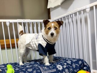 つぶちゃんいらっしゃい❣️
のんびり過ごしてね♡
#ペットホテル
#ドッグホテル
#おうちホテル
#スコティッシュテリア
#ジャックラッセルテリア