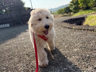 ラウラくん元気に朝散歩行ってテンション⤴︎🤣
おもちゃ遊びして早々に電池切れ〜😴
休憩も大事

また遊びに来てね╰(*´︶`*)╯♡
ありがとうございました😊

#ペットホテル
#24時間在中
#おうちホテル
#MIX