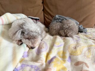 お天気悪くみんなテンション⤵︎でよく寝てたね😴

#ペットホテル
#24時間在中
#おうちホテル
#スコティッシュテリア
#トイプードル