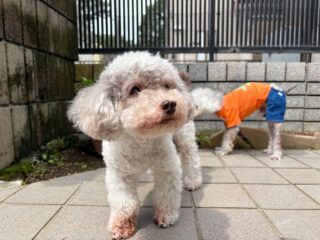 久しぶりの日差し気持ち良かったね〜☀️
お庭でのんびりクン活🍀
#ペットホテル
#24時間在中
#おうちホテル
#スコティッシュテリア
#トイプードル
