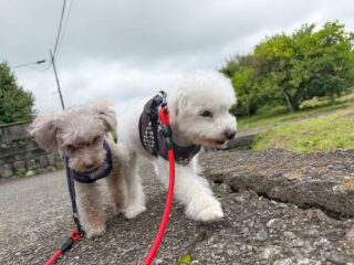 コーラくん、カールくん、クリークくん、まろんちゃんいらっしゃい❣️
のんびりお散歩行ってみんな満足してお昼寝😴
通常運転👍
#ペットホテル
#24時間在中
#おうちホテル
#スコティッシュテリア
#トイプードル