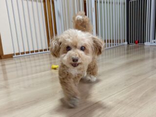 ちょこちゃんいらっしゃい❣️
初めてのお泊まり頑張ろう٩( ᐛ )و
#ペットホテル
#24時間在中
#おうちホテル
#MIX