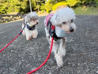 今日はみんなトリミングDAY✨✨
@dog_grooming_zetto へ
スッキリ可愛くなって帰宅♥️
#ペットホテル
#24時間在中
#おうちホテル
#スコティッシュテリア
#トイプードル