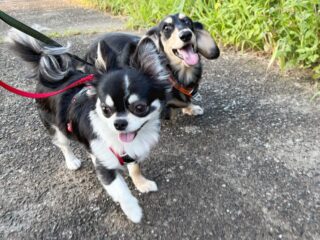 てつくん、さくくん元気に早朝散歩❣️
ニコニコだったね♡
また遊びに来てね╰(*´︶`*)╯♡
ありがとうございました😊
#ペットホテル
#ドッグホテル
#おうちホテル
#チワワ
#ミニチュアダックスフンド