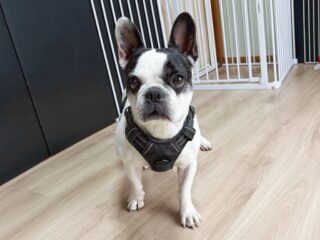日帰り練習に来てくれたダリアちゃん❣️
おもちゃ遊びして甘えん坊もしてくれたね🤭
次回本番お泊まり頑張ろう٩( ᐛ )و
#ペットホテル
#24時間在中
#おうちホテル
#フレンチブルドッグ
