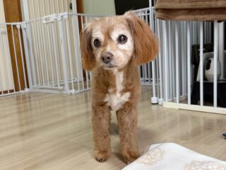 雨もあがりお散歩行けてよかった！
らいくん体調も崩さずお泊まり頑張ったね🥰
お迎えまであと少しだよ〜

また遊びに来てね╰(*´︶`*)╯♡
ありがとうございました😊

#ペットホテル#ドッグホテル#おうちホテル
#MIX

〜・〜・〜・〜・〜・〜・〜・〜・〜・〜・〜
大切なご家族が安心して過ごせるように、
一頭一頭のペースに合わせて、
お家のようにリラックスできる時間を心がけています🍀

「預けるのが初めてで心配…」
そんな飼い主さまにも安心していただけるよう、愛情を込めてお預かりしています😊💕

お気軽にお問い合わせください🐾