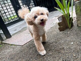 ちょこちゃんいらっしゃい❣️
早速お庭で楽しそうにわちゃわちゃ🎶
かっわいいなぁ♥️

#ペットホテル#ドッグホテル#おうちホテル
#MIX