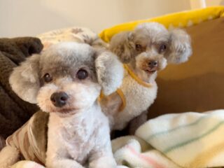 今日も雨...みんなもほぼ動かず🥹
のんびり寝て曜日！

#ペットホテル#24時間在中#おうちホテル
#アットホーム#トイプードル