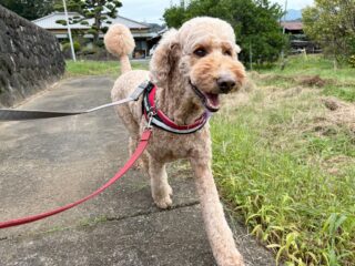 こむぎちゃんいらっしゃい❣️
本番お泊まり頑張ろう٩( ᐛ )و
早速お散歩行ってルンルンだったね〜
お昼寝もしてのんびり☺️

#ペットホテル#ドッグホテル#おうちホテル
#スタンダードプードル