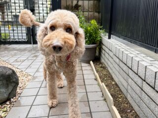 こむぎちゃんお泊まり頑張ったね😆👍

また遊びに来てね╰(*´︶`*)╯♡
ありがとうございました😊

#ペットホテル#ドッグホテル#おうちホテル
#スタンダードプードル

〜・〜・〜・〜・〜・〜・〜・〜・〜・〜・〜
大切なご家族が安心して過ごせるように、
一頭一頭のペースに合わせて、
お家のようにリラックスできる時間を心がけています🍀

「預けるのが初めてで心配…」
そんな飼い主さまにも安心していただけるよう、愛情を込めてお預かりしています😊💕

お気軽にお問い合わせください🐾