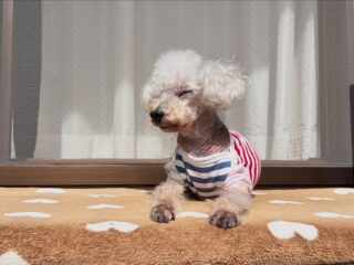 クリークくん気持ち良さそうに日向ぼっこ☀️
みんなものんびりお庭散策🍀

#ペットホテル#24時間在中#おうちホテル
#アットホーム#トイプードル