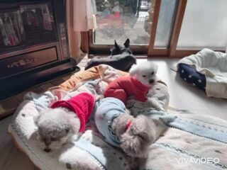 みんなでほのぼの日向ぼっこ♡
穏やか時間🥰
#ペットホテル
#ドッグホテル
#おうちホテル
#アットホーム
#神奈川県南足柄市
#小田原市
#松田町
#大井町
#山北町
#開成町
#箱根町
#老犬も安心
#24時間在中
#スコティッシュテリア
#トイプードル