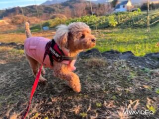 にこちゃん朝散歩寒くてもルンルン♡
お庭ではお花に興味津々(笑)
るぅ〜には塩対応でした🤣
#ペットホテル
#ドッグホテル
#おうちホテル
#アットホーム
#スコティッシュテリア