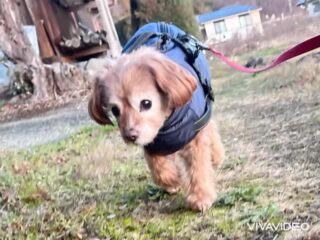 らいくんのんびり過ごしてくれてよかった☺️
また来年待ってるね╰(*´︶`*)╯♡
ありがとうございました😊
#ペットホテル
#ドッグホテル
#おうちホテル
#アットホーム