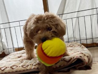 雨は降ったり止んだりでお外行けないね😢
モカちゃんはワチャワチャおもちゃ遊び!
ラテくんはのんびりお昼寝😴
#おうちホテル
#アットホーム
#神奈川県南足柄市
#小田原市
#松田町
#大井町
#山北町
#開成町
#箱根町
#老犬も安心
#24時間在中
#スコティッシュテリア
#ミニチュアダックスフント
#MIX