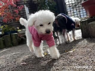 コーラくん、カールくん、クリークくん、まろんちゃんいらっしゃい❣️
今日は雨が降ったり止んだりでテンション⤵︎だったね🥹
#ペットホテル
#ドッグホテル
#おうちホテル
#アットホーム
#神奈川県南足柄市
小田原市
松田町
大井町
山北町
開成町
箱根町
老犬も安心
24時間在中
スコティッシュテリア
トイプードル