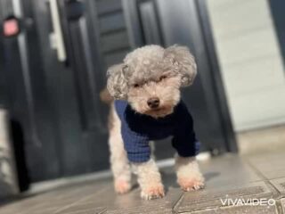 みんなはのんびり日向ぼっこ☺️
お昼寝も気持ち良さそうだったね♡
また来週待ってるね╰(*´︶`*)╯♡
ありがとうございました😊
#ペットホテル
#ドッグホテル
#おうちホテル
#アットホーム
#神奈川県南足柄市
#小田原市
#松田町
#大井町
#山北町
#開成町
#箱根町
#老犬も安心
#24時間在中
#スコティッシュテリア
#トイプードル