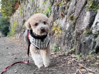 パックくん今朝も寒かったけどルンルンでお散歩🐾
元気で良きです❣️
お家でゆっくり休んでね☺️
また遊びに来てね╰(*´︶`*)╯♡
ありがとうございました😊
#ペットホテル
#ドッグホテル
#おうちホテル
#アットホーム
#神奈川県南足柄市
#小田原市
#松田町
#大井町
#山北町
#開成町
#箱根町
#老犬も安心
#24時間在中
#スコティッシュテリア
#トイプードル