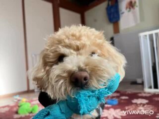 今朝も寒かったけどパックくん元気いっぱい🤣
お散歩もルンルンだったね❣️
#ペットホテル
#ドッグホテル
#おうちホテル
#アットホーム
#神奈川県南足柄市
#小田原市
#松田町
#大井町
#山北町
#開成町
#箱根町
#老犬も安心
#24時間在中
#スコティッシュテリア
#トイプードル