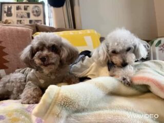 コーラくん、カールくん、クリークくん、まろんちゃんいらっしゃい❣️
あ〜また雨が降ったり止んだり😭
みんなソファ占領してダラダラ(笑)
午後はお散歩行けてよかったね😆
ラテくん、モカちゃん朝イチのチェックアウトでお写真撮れず🙏
また遊びに来てね╰(*´︶`*)╯♡
ありがとうございました😊
#ペットホテル
#ドッグホテル
#おうちホテル
#アットホーム
#神奈川県南足柄市
#小田原市
#松田町
#大井町
#山北町
#開成町
#箱根町
#老犬も安心
#24時間在中
#スコティッシュテリア
#トイプードル