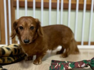 ラテくん、モカちゃん本番お泊まり頑張ろう!
生憎の雨でお外行けないけどのんびり過ごしてね♡
#おうちホテル
#アットホーム
#神奈川県南足柄市
#小田原市
#松田町
#大井町
#山北町
#開成町
#箱根町
#老犬も安心
#24時間在中
#スコティッシュテリア
#ミニチュアダックスフント
#MIX