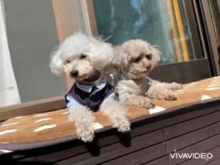 今日は少し日向ぼっこできてよかった♡
お散歩ものんびり行けたね🍀
#ペットホテル
#ドッグホテル
#おうちホテル
#アットホーム
#神奈川県南足柄市
#小田原市
#松田町
#大井町
#山北町
#開成町
#箱根町
#老犬も安心
#24時間在中
#スコティッシュテリア
#トイプードル