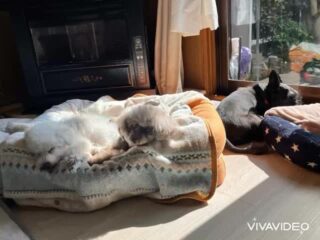 みんなでほのぼの日向ぼっこ♡
#ペットホテル
#ドッグホテル
#おうちホテル
#アットホーム
#神奈川県南足柄市
#小田原市
#松田町
#大井町
#山北町
#開成町
#箱根町
#老犬も安心
#24時間在中
#スコティッシュテリア
#トイプードル