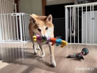 初めましてこんぶくん❣️
早速おもちゃ遊びして楽しんでくれてたね☺️
明日まで頑張ろう٩( ᐛ )و
#ペットホテル
#ドッグホテル
#おうちホテル
#アットホーム
#神奈川県南足柄市
#小田原市
#松田町
#大井町
#山北町
#開成町
#箱根町
#老犬も安心
#24時間在中
#スコティッシュテリア
#柴