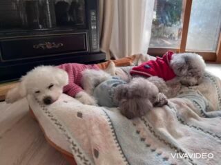 3頭でひとつのベッドで寝る🤣
可愛い🩷
#ペットホテル
#ドッグホテル
#おうちホテル
#アットホーム
#神奈川県南足柄市
#小田原市
#松田町
#大井町
#山北町
#開成町
#箱根町
#老犬も安心
#24時間在中
#スコティッシュテリア
#トイプードル