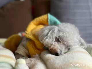 今日はみんな寒くて不活発⤵︎
暖かくしてのんびりね♡
#ペットホテル
#ドッグホテル
#おうちホテル
#アットホーム
#神奈川県南足柄市
#小田原市
#松田町
#大井町
#山北町
#開成町
#箱根町
#老犬も安心
#24時間在中
#スコティッシュテリア
#トイプードル