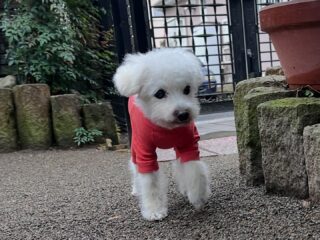 コーラくん、カールくん、クリークくん、まろんちゃんいらっしゃい🤗
雨もやんでお庭に出れてよかった〜
今週ものんびり過ごしてね♡
#ペットホテル
#ドッグホテル
#おうちホテル
#アットホーム
#神奈川県南足柄市
#小田原市
#松田町
#大井町
#山北町
#開成町
#箱根町
#老犬も安心
#24時間在中
#スコティッシュテリア
#トイプードル