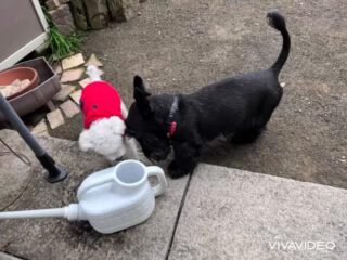 気温低下でみんな不活発🤣
のんびりだね♡
#ペットホテル
#ドッグホテル
#おうちホテル
#アットホーム
#神奈川県南足柄市
#小田原市
#松田町
#大井町
#山北町
#開成町
#箱根町
#老犬も安心
#24時間在中
#スコティッシュテリア
#トイプードル