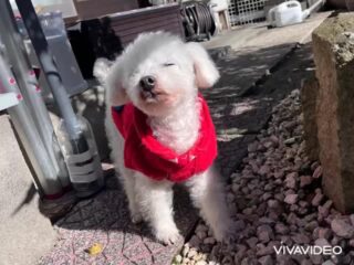 日差しがある暖かい時間にお散歩したけど日陰は寒かったね💦
#ペットホテル
#ドッグホテル
#おうちホテル
#アットホーム
#神奈川県南足柄市
#小田原市
#松田町
#大井町
#山北町
#開成町
#箱根町
#老犬も安心
#24時間在中
#スコティッシュテリア
#トイプードル