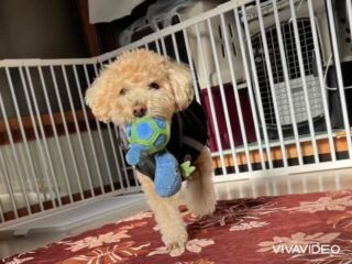 パックくんいらっしゃい❣️
本番お泊まり頑張ろう٩( ᐛ )و
おもちゃ遊びしてワチャワチャ元気っ子😆
楽しんでくれてるね!
#ペットホテル
#ドッグホテル
#おうちホテル
#アットホーム
#神奈川県南足柄市
#小田原市
#松田町
#大井町
#山北町
#開成町
#箱根町
#老犬も安心
#24時間在中
#スコティッシュテリア
#トイプードル