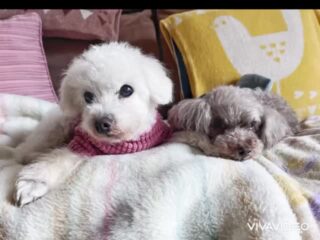 今日もほのぼの穏やか時間♡
日差しがあると気持ちいいね☺️
#ペットホテル
#ドッグホテル
#おうちホテル
#アットホーム
#神奈川県南足柄市
#小田原市
#松田町
#大井町
#山北町
#開成町
#箱根町
#老犬も安心
#24時間在中
#スコティッシュテリア
#トイプードル