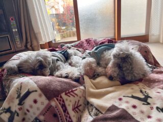 今日は寒くてみんなあまり動かず!
お散歩の時は少し日差しあってよかったね☺️
#ペットホテル
#ドッグホテル
#おうちホテル
#スコティッシュテリア
#トイプードル