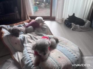 今日も朝ご飯後気持ち良さそうに二度寝😴
穏やか時間♡
また来週待ってるね╰(*´︶`*)╯♡
ありがとうございました😊
#ペットホテル
#ドッグホテル
#おうちホテル
#アットホーム
#神奈川県南足柄市
小田原市
松田町
大井町
山北町
開成町
箱根町
老犬も安心
24時間在中
スコティッシュテリア
トイプードル