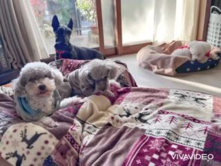 みんな食後は日向ぼっこしながら二度寝😴
今日も日差しがあってよかったね♡
また来週待ってるね╰(*´︶`*)╯♡
ありがとうございました😊
#ペットホテル
#ドッグホテル
#おうちホテル
#アットホーム
#神奈川県南足柄市
#小田原市
#松田町
#大井町
#山北町
#開成町
#箱根町
#老犬も安心
#24時間在中
#スコティッシュテリア
#トイプードル