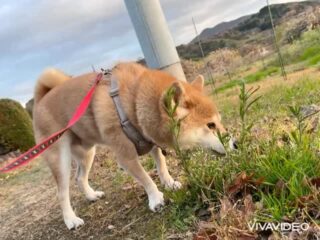 こんぶくん寒い中元気に朝散歩٩( ᐛ )و
おもちゃ遊びして休憩😴
可愛い寝方🩷
また遊びに来てね╰(*´︶`*)╯♡
ありがとうございました😊
#ペットホテル
#ドッグホテル
#おうちホテル
#アットホーム
#神奈川県南足柄市
#小田原市
#松田町
#大井町
#山北町
#開成町
#箱根町
#老犬も安心
#24時間在中
#スコティッシュテリア
#柴犬