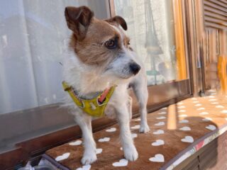 つぶちゃんいらっしゃい❣️
初めてのお泊まり頑張ろう٩( ᐛ )و
#ペットホテル
#ドッグホテル
#おうちホテル
#スコティッシュテリア
#ジャックラッセルテリア