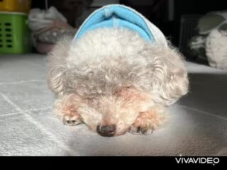 コーラくん、カールくん、クリークくん、まろんちゃんいらっしゃい❣️
ちょっとお泊まり長いけどのんびり過ごしてね♡
#ペットホテル
#ドッグホテル
#おうちホテル
#スコティッシュテリア
#トイプードル