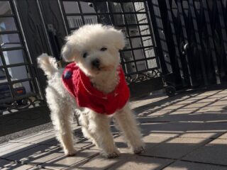 今日はクリークくん、まろんちゃんはトリミングへ✨✨
@dog_grooming_zetto へ
スッキリさらに可愛く♥️
#ペットホテル
#ドッグホテル
#おうちホテル
#スコティッシュテリア
#トイプードル