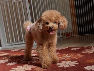 元気っ子ういちゃん、ふうくんいらっしゃい❣️
夕方には電池切れ🤣
いっぱい遊んだもんね♡
#ペットホテル
#おうちホテル
#スコティッシュテリア
#トイプードル
#チワックス