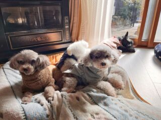 お散歩行けたけど寒くてみんな速足💨
お部屋ではマッタリ♡

#ペットホテル
#24時間在中
#おうちホテル
#スコティッシュテリア
#トイプードル