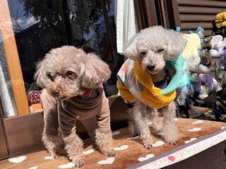 天気が悪くなる前にお散歩行けてよかった❣️

#ペットホテル
#24時間在中
#おうちホテル
#スコティッシュテリア
#トイプードル