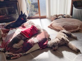 今日もみんな日向ぼっこしながらマッタリのんびりだったね☺️

#ペットホテル
#24時間在中
#おうちホテル
#スコティッシュテリア
#トイプードル