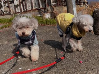 コーラくん、カールくん、クリークくん、まろんちゃんいらっしゃい❣️
お散歩後はのんびりお昼寝😴

#ペットホテル
#24時間在中
#おうちホテル
#スコティッシュテリア
#トイプードル