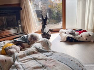 のんびり穏やか時間だったね♡
また遊びに来てね╰(*´︶`*)╯♡
ありがとうございました😊
#ペットホテル
#24時間在中
#おうちホテル
#スコティッシュテリア
#トイプードル