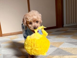 ルシュくん大好きなライオン🦁で遊んでお昼寝😴
のんびりだったね♡
また遊びに来てね╰(*´︶`*)╯♡
ありがとうございました😊
#ペットホテル
#24時間在中
#おうちホテル
#スコティッシュテリア
#ティーカッププードル